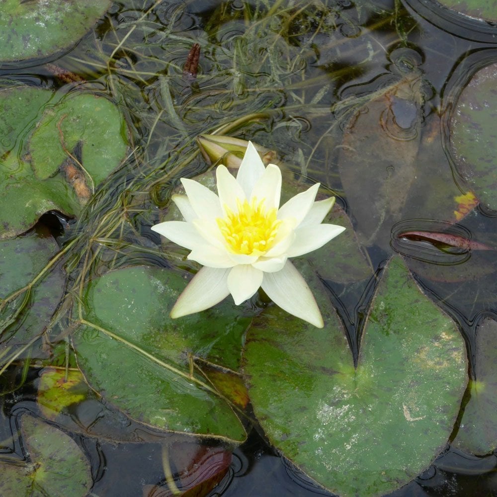 Nymphaea Pygmaea Helvola