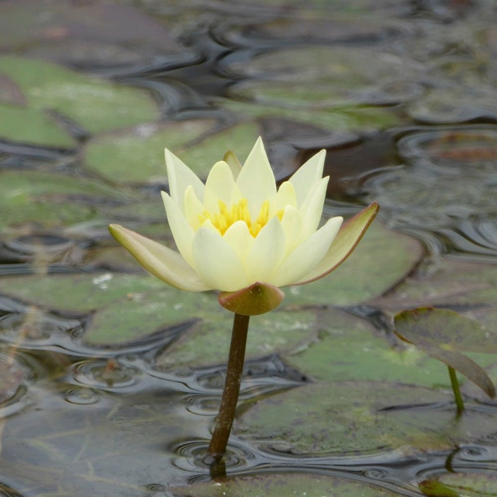 Nymphaea Pygmaea Helvola
