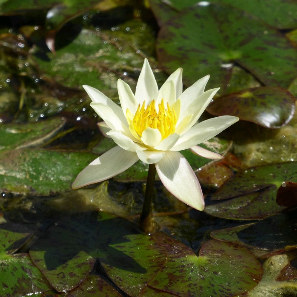 Nymphaea Pygmaea Helvola