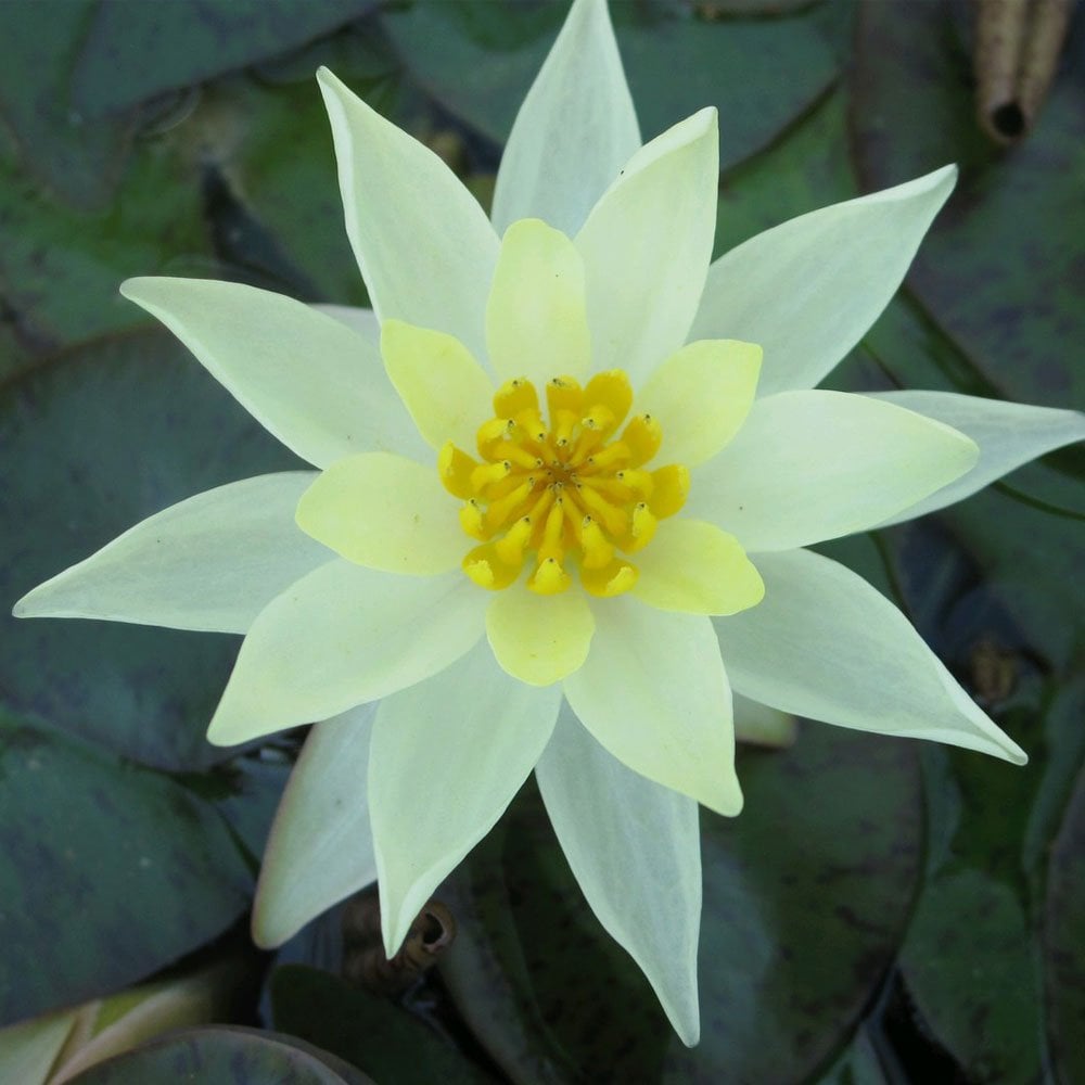 Nymphaea Pygmaea Helvola