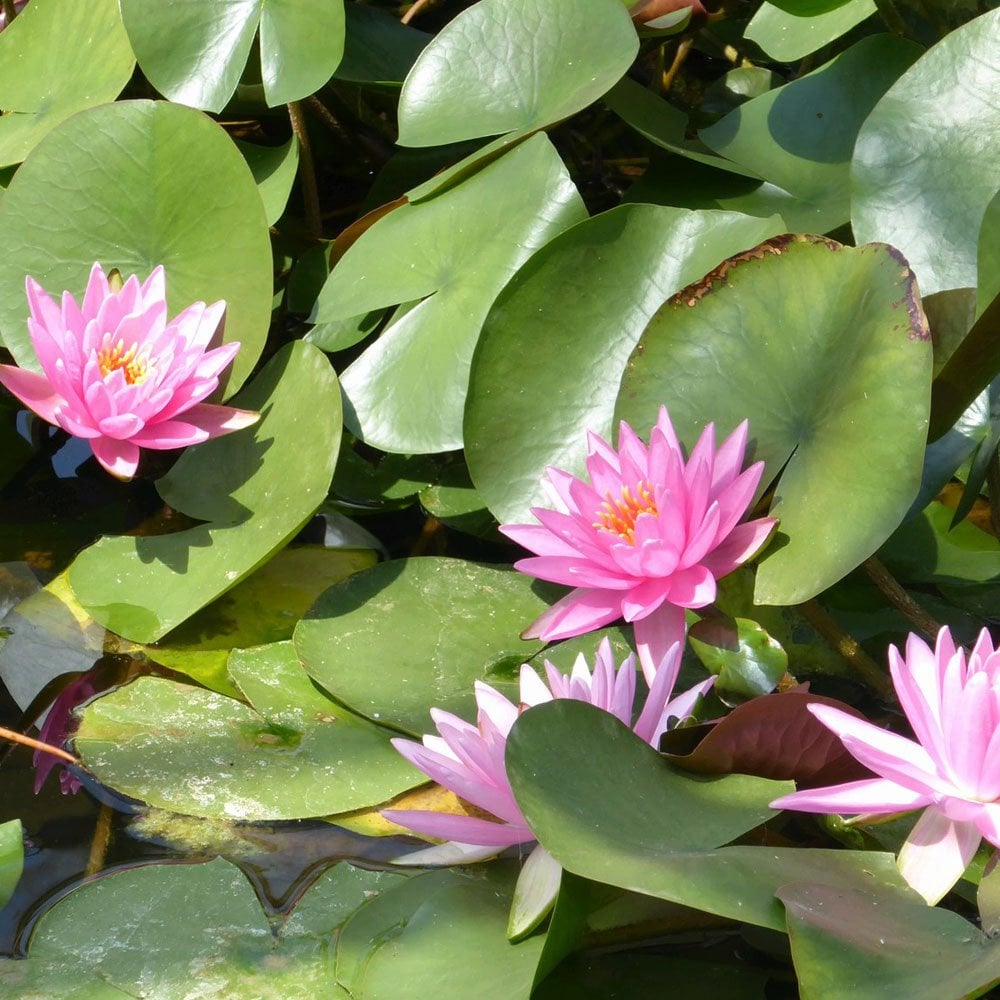 Nymphaea Rose Arey 3Ltr