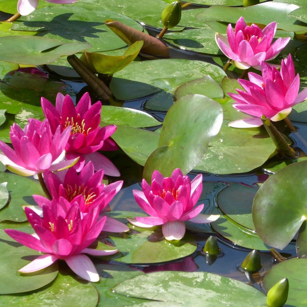 Nymphaea Xiafei
