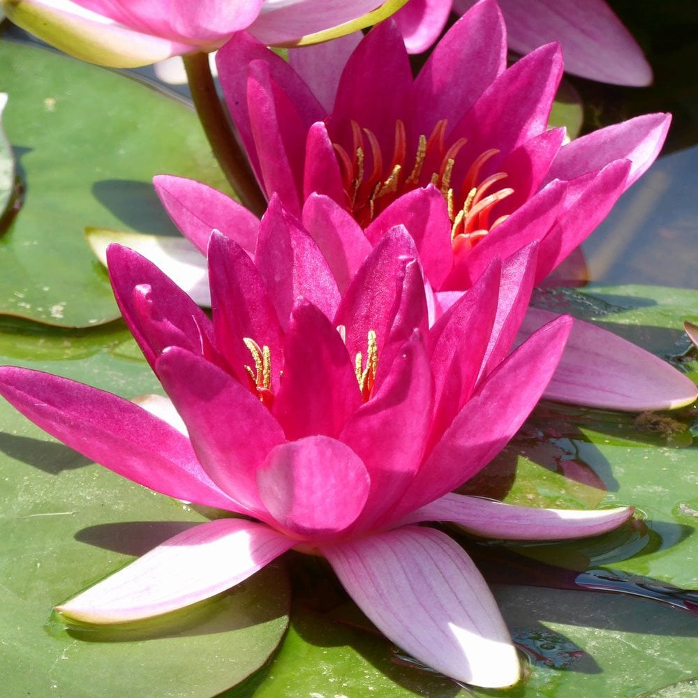 Nymphaea Xiafei