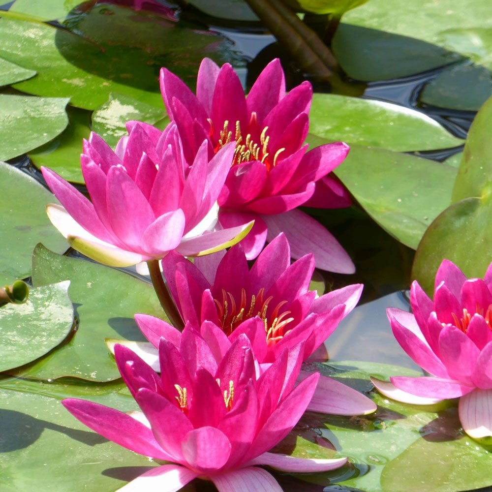 Nymphaea Xiafei