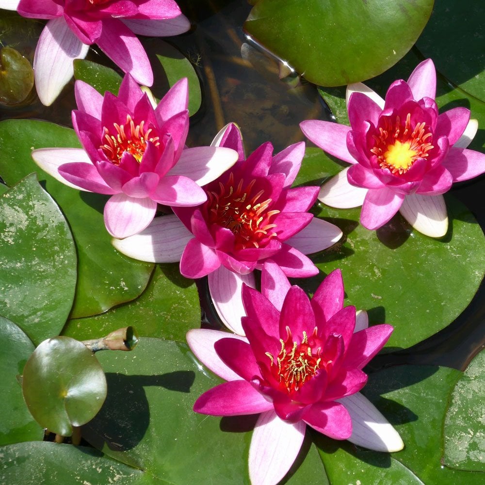 Nymphaea Xiafei