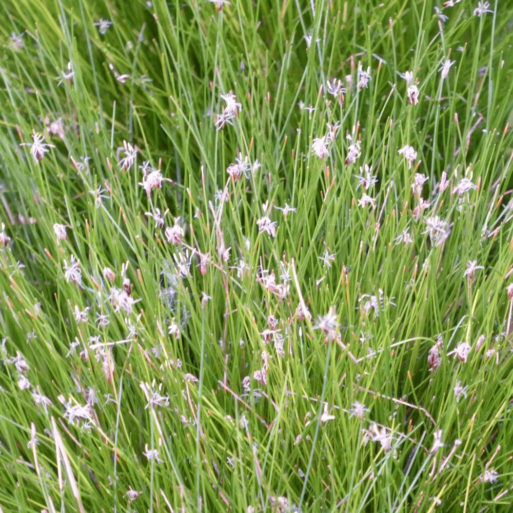 Eleocharis Acicularis - Dwarf Hairgrass