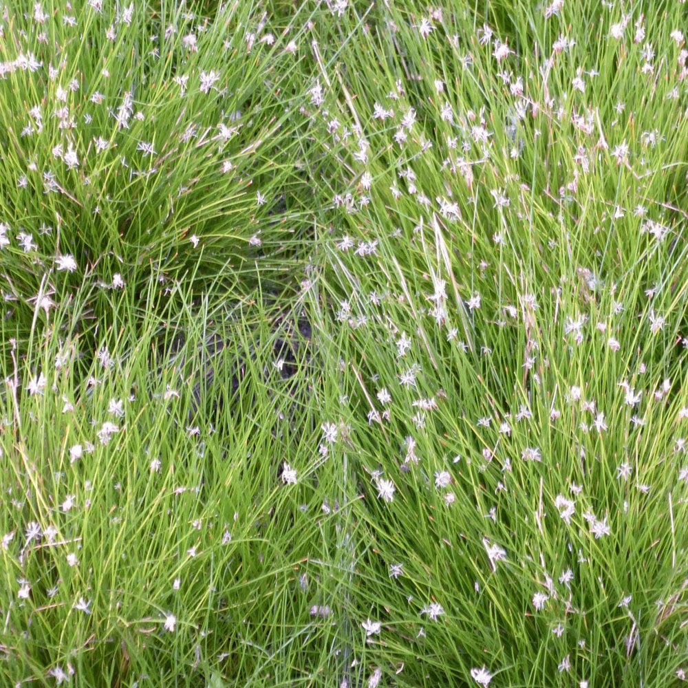 Eleocharis Acicularis - Dwarf Hairgrass