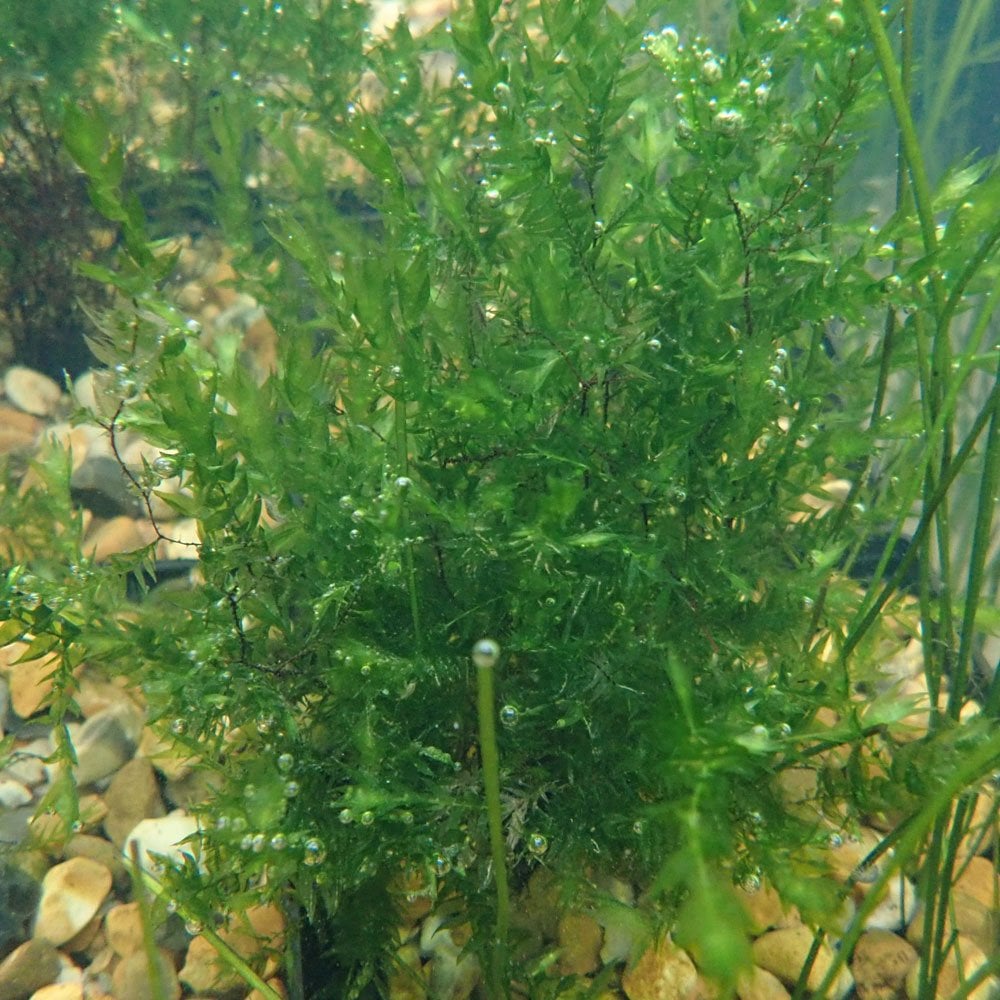 Fontinalis Antipyretica - Willow Moss Bunches (5pk)