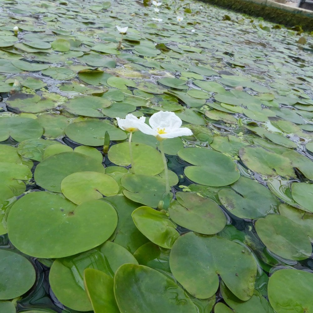 Hydrocharis Morsus Ranae - Frogbit (5pk)