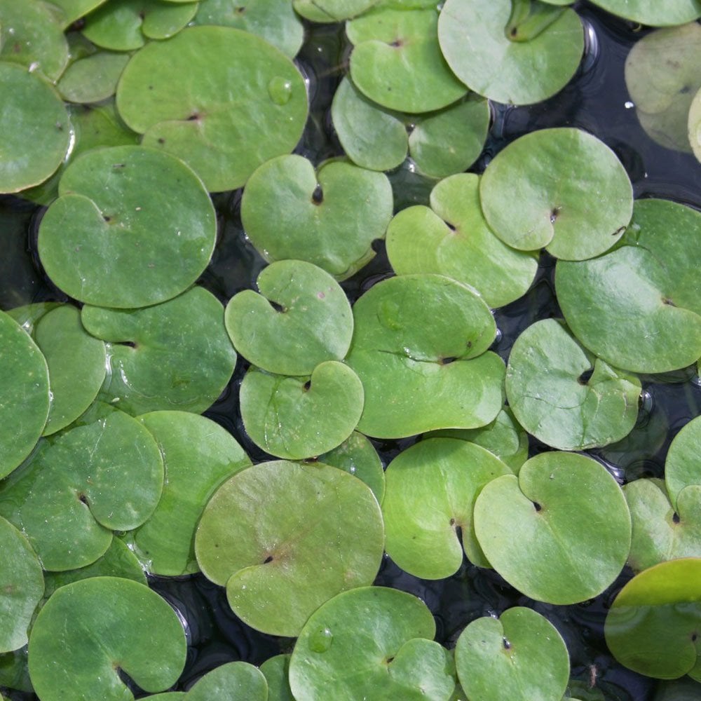 Hydrocharis Morsus Ranae - Frogbit (5pk)