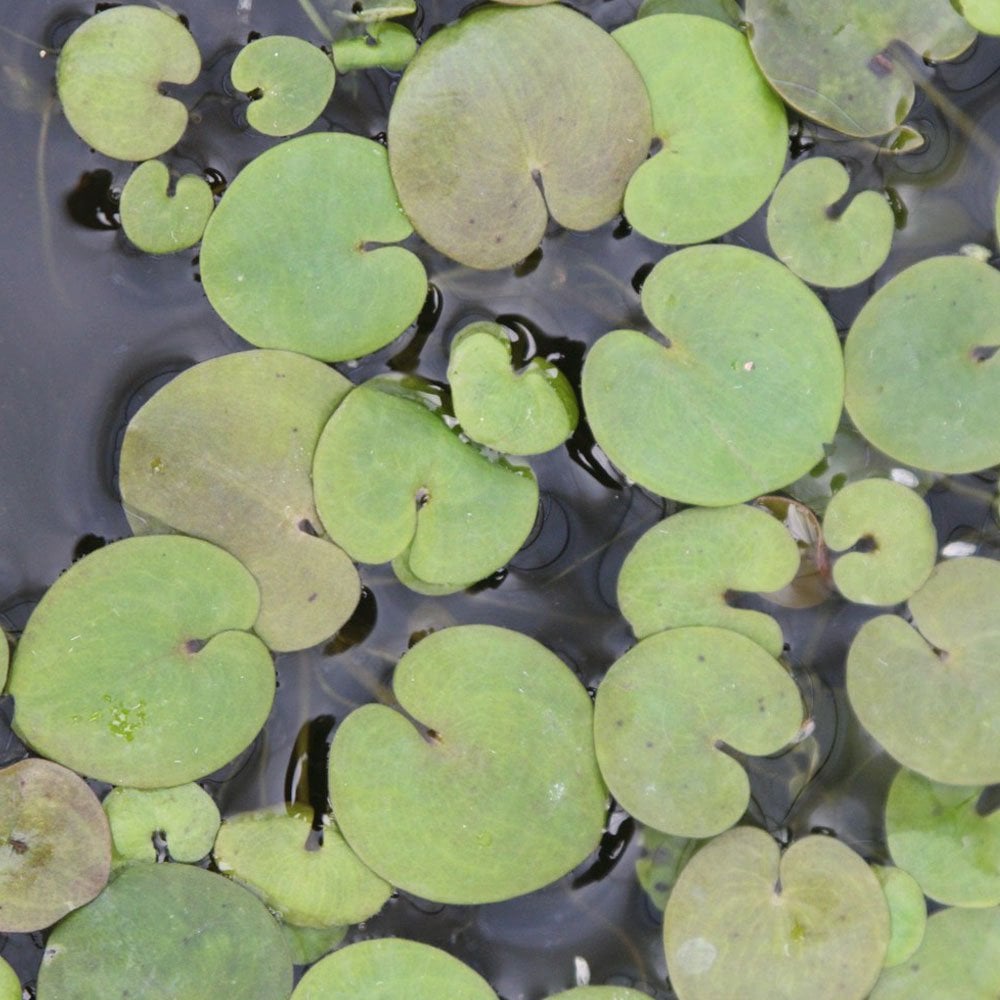 Hydrocharis Morsus Ranae - Frogbit (5pk)