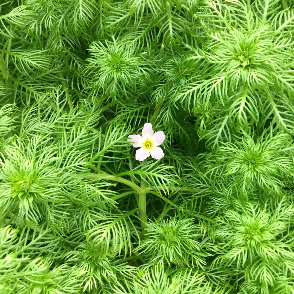 Hottonia Palustris - Water Violet