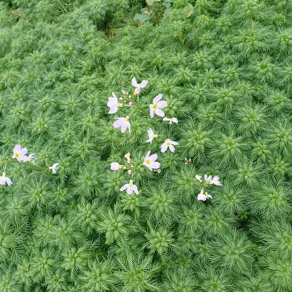 Hottonia Palustris - Water Violet