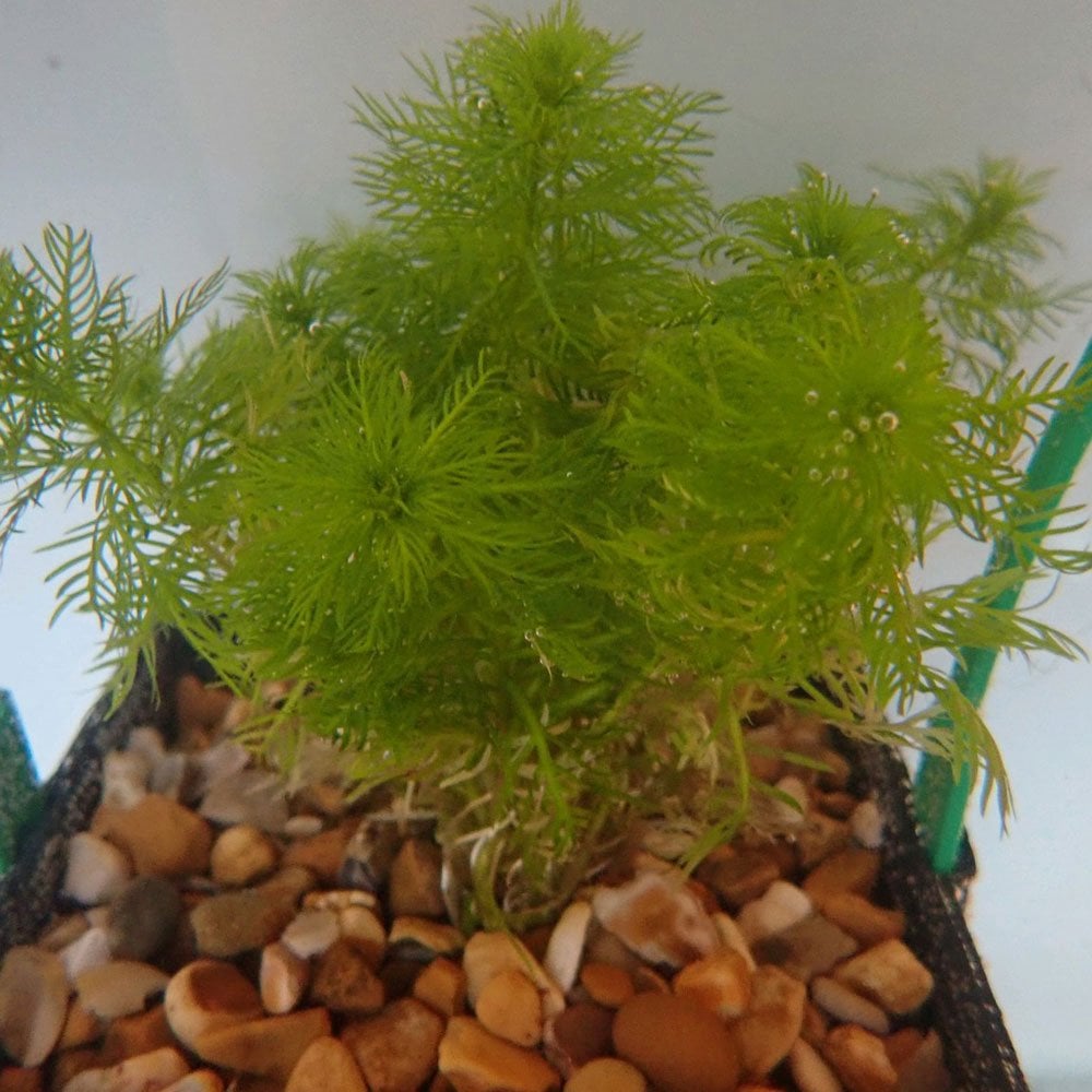 Hottonia Palustris - Water Violet