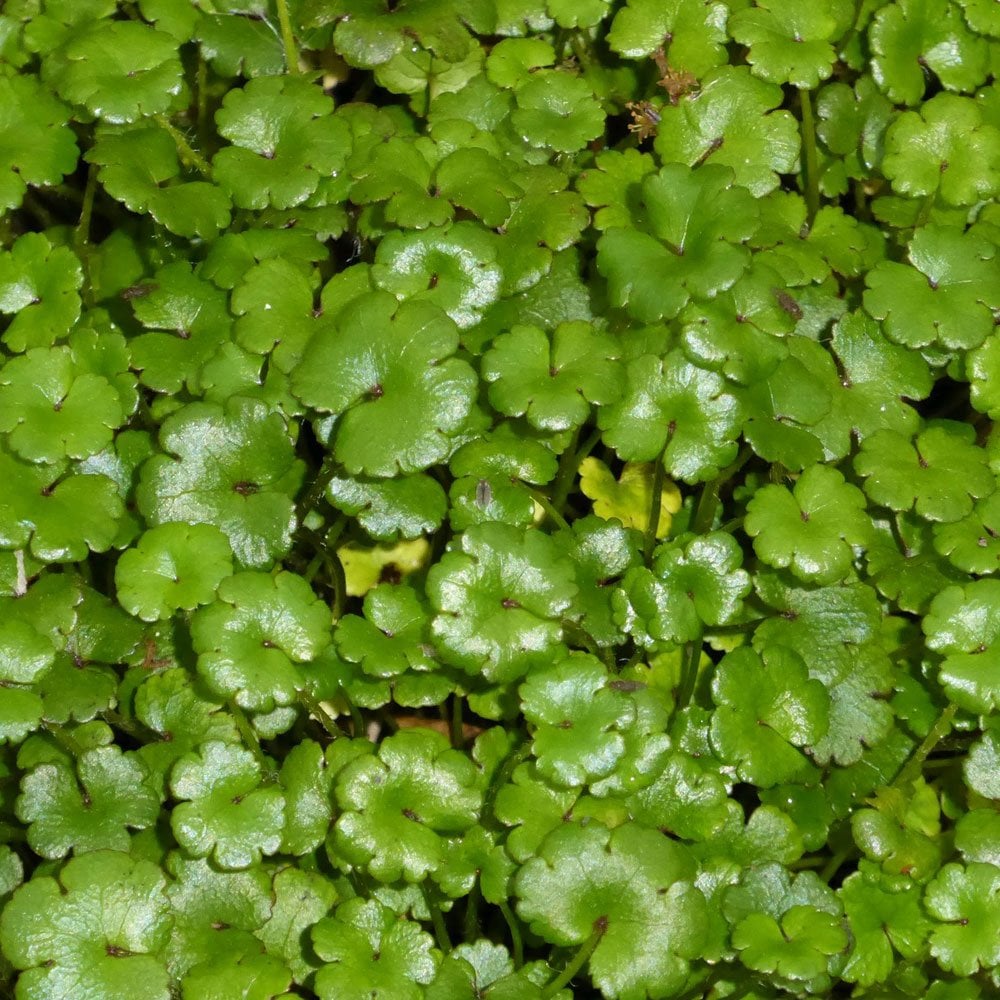 Hydrocotyle Nova Zealand - Miniature Pennywort