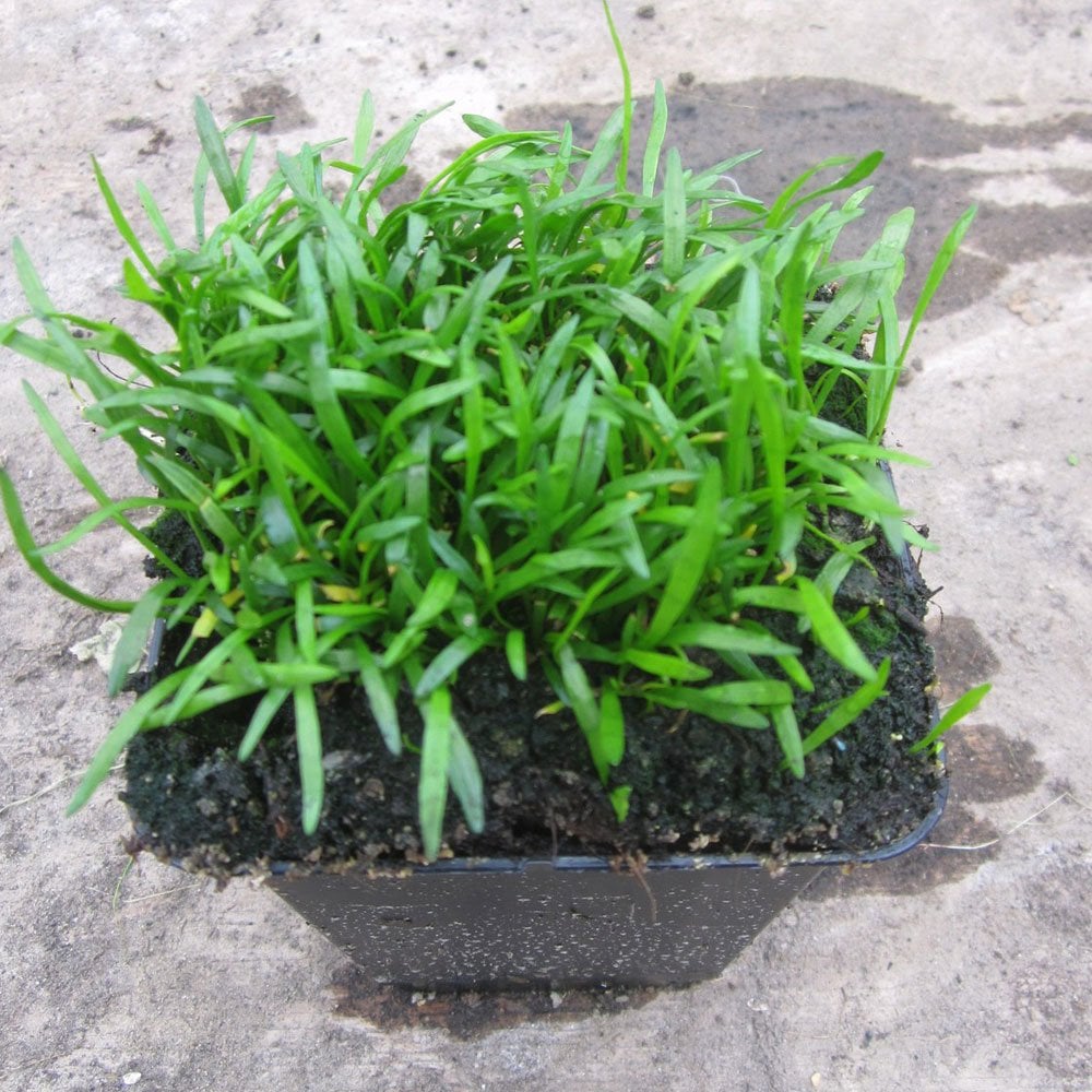 Lilaeopsis Brasiliensis - Brazilian Micro Sword