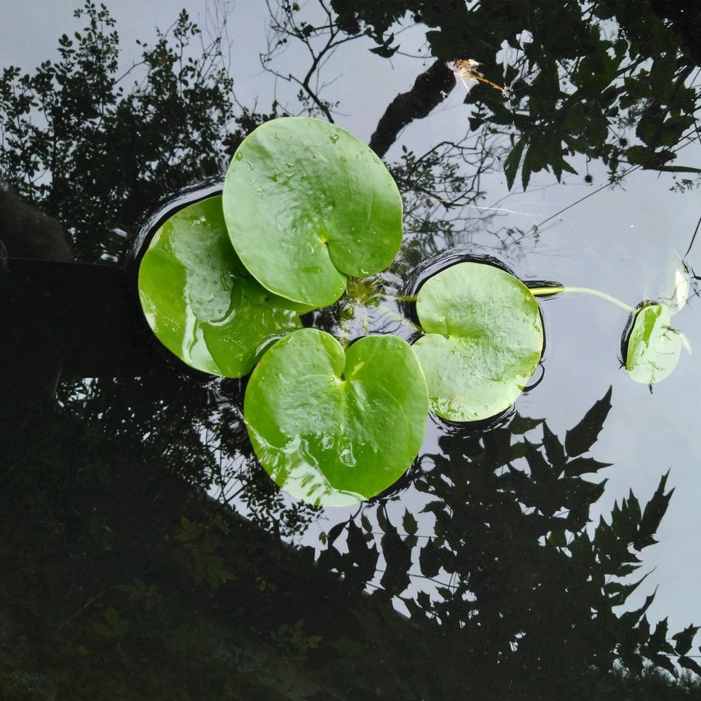 Limnobium Laevigatum - Smooth Frogbit (5pk)