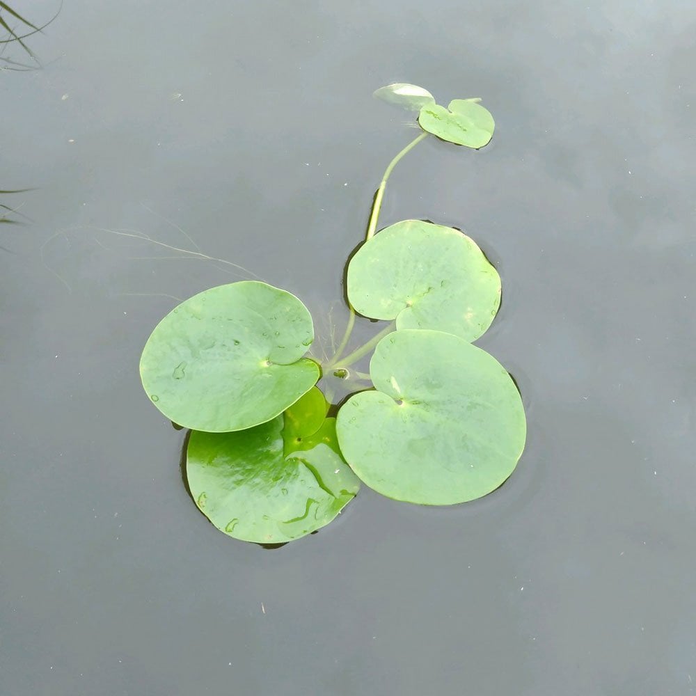 Limnobium Laevigatum - Smooth Frogbit (5pk)
