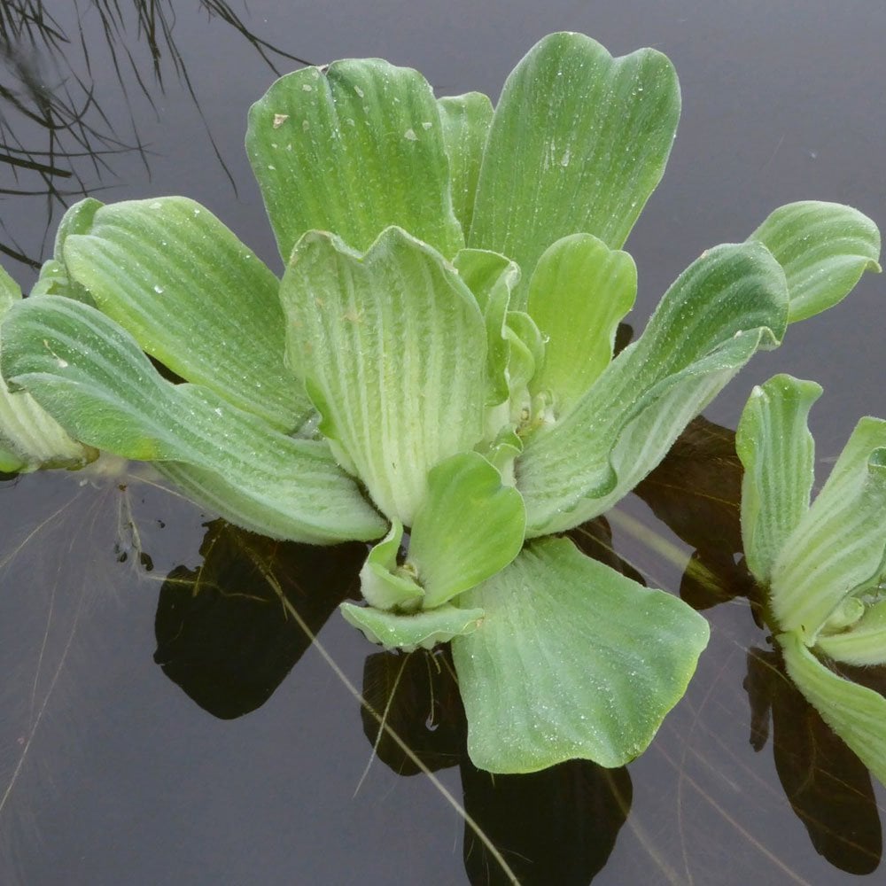Pistia Stratiotes - Water Lettuce (5pk)