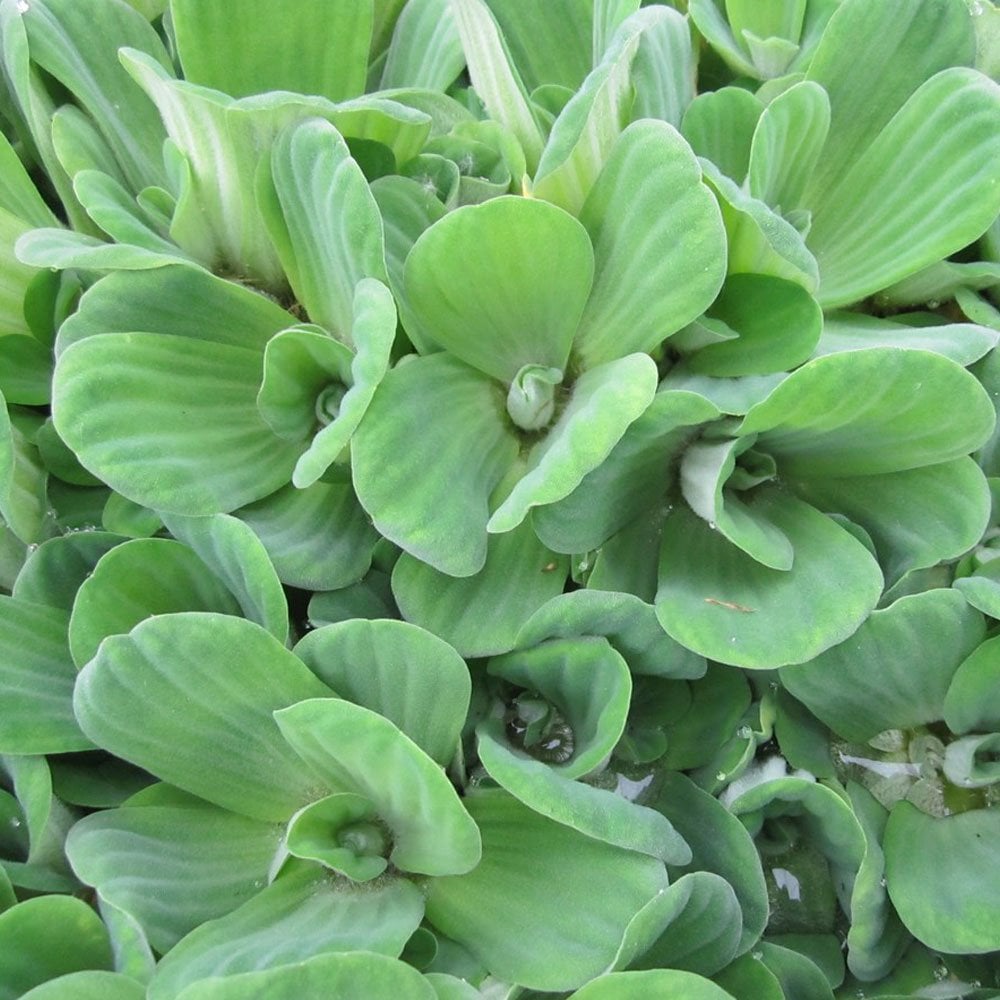 Pistia Stratiotes - Water Lettuce (5pk)