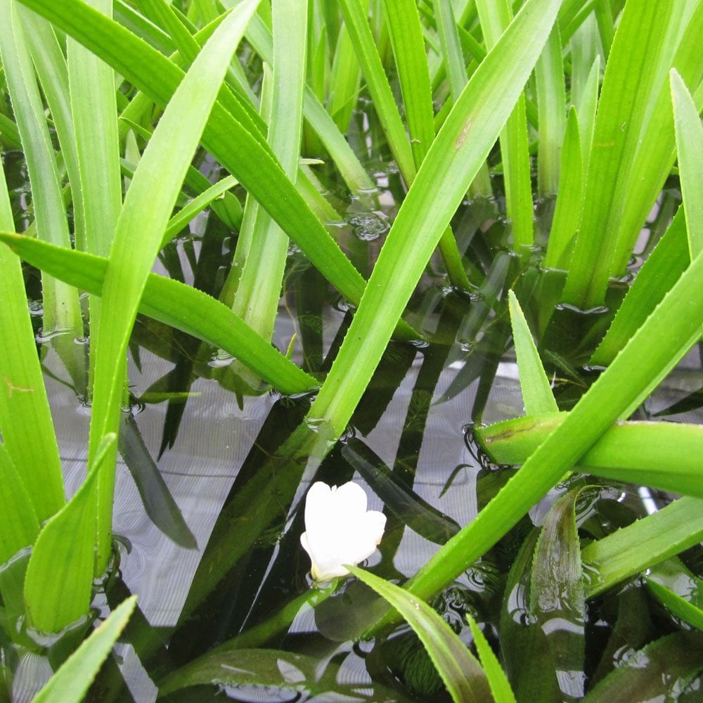 Stratiotes Aloides - Water Soldier (5pk)