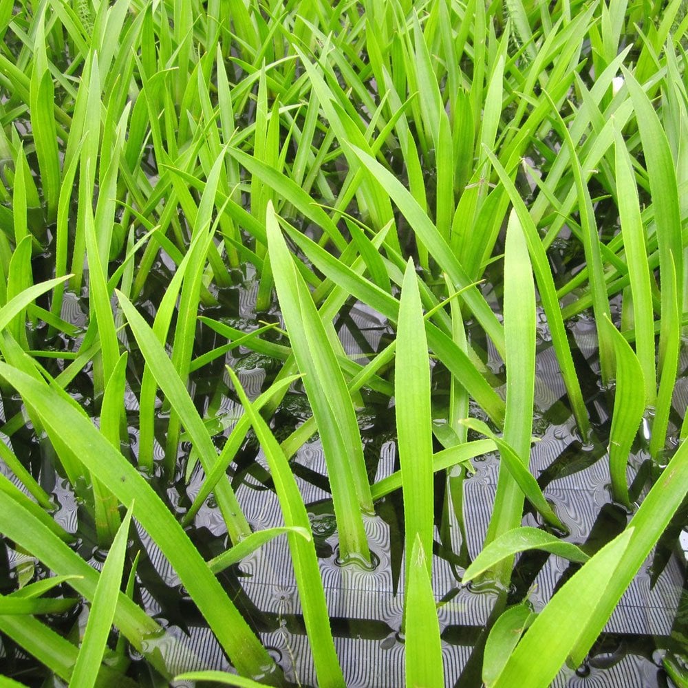 Stratiotes Aloides - Water Soldier (5pk)