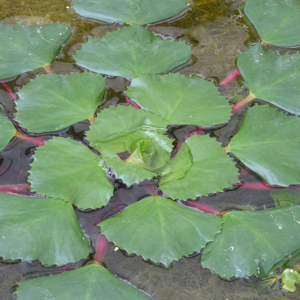 Trapa Natans - Water Chestnut (5pk)