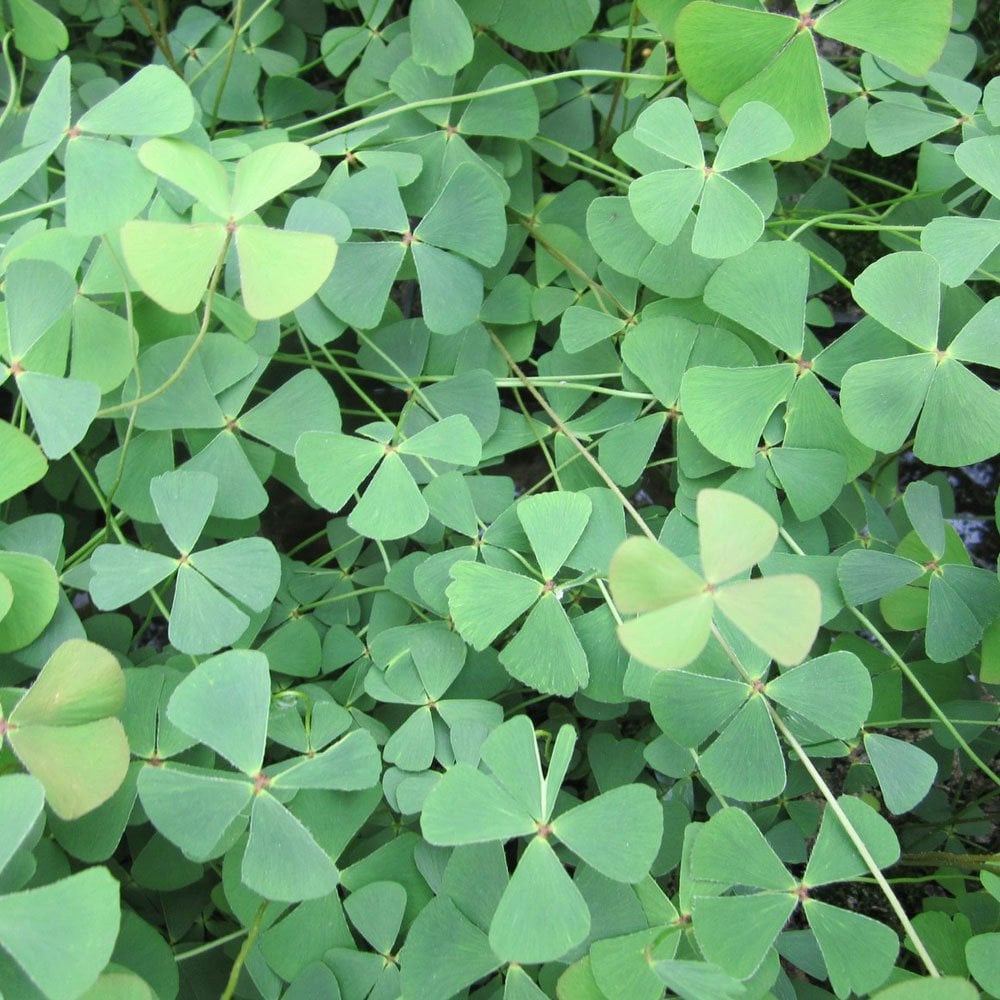 Marsilea Quadrifolia - Water Shamrock