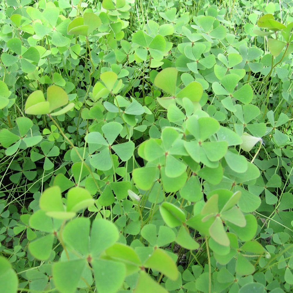 Marsilea Quadrifolia - Water Shamrock
