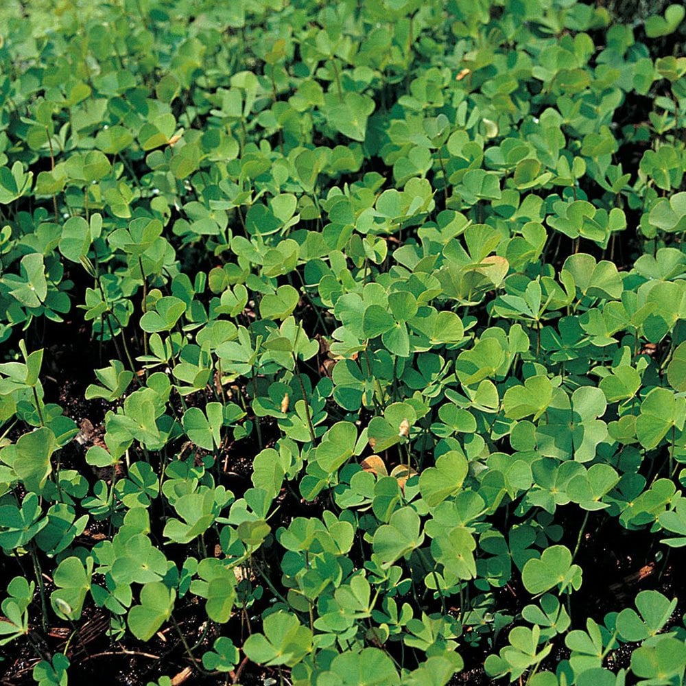 Marsilea Quadrifolia - Water Shamrock