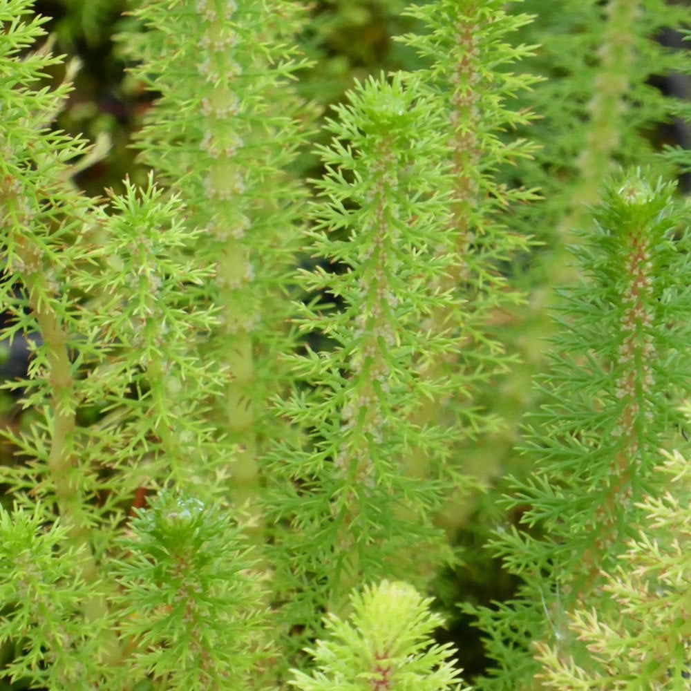 Myriophyllum Crispatum - Upright Water Milfoil