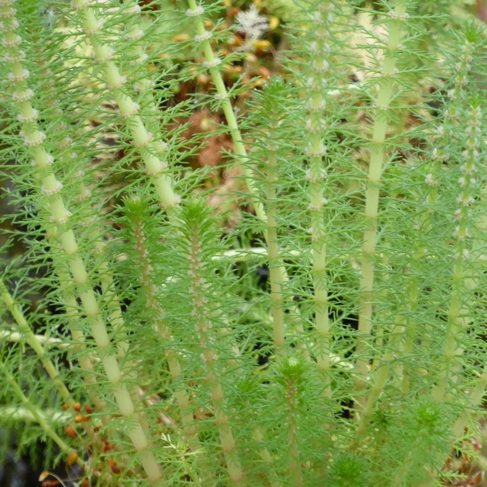 Myriophyllum Crispatum - Upright Water Milfoil