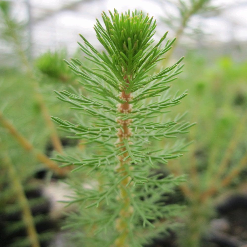 Myriophyllum Crispatum - Upright Water Milfoil
