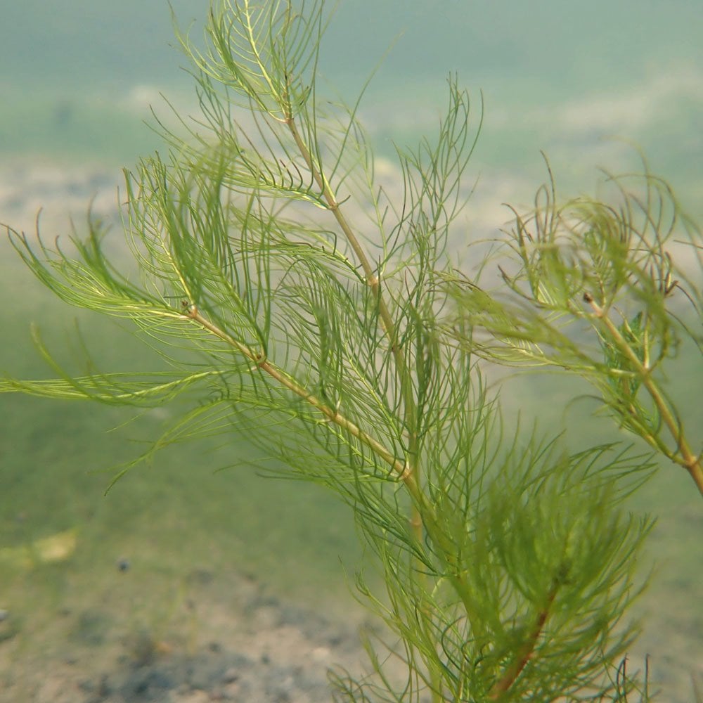 Myriophyllum Verticillatum - Whorled Water Milfoil Bunches (5pk)