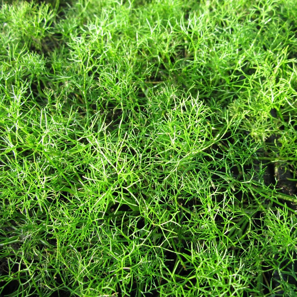 Ranunculus Aquatilis - Water Crowfoot Bunches (5pk)