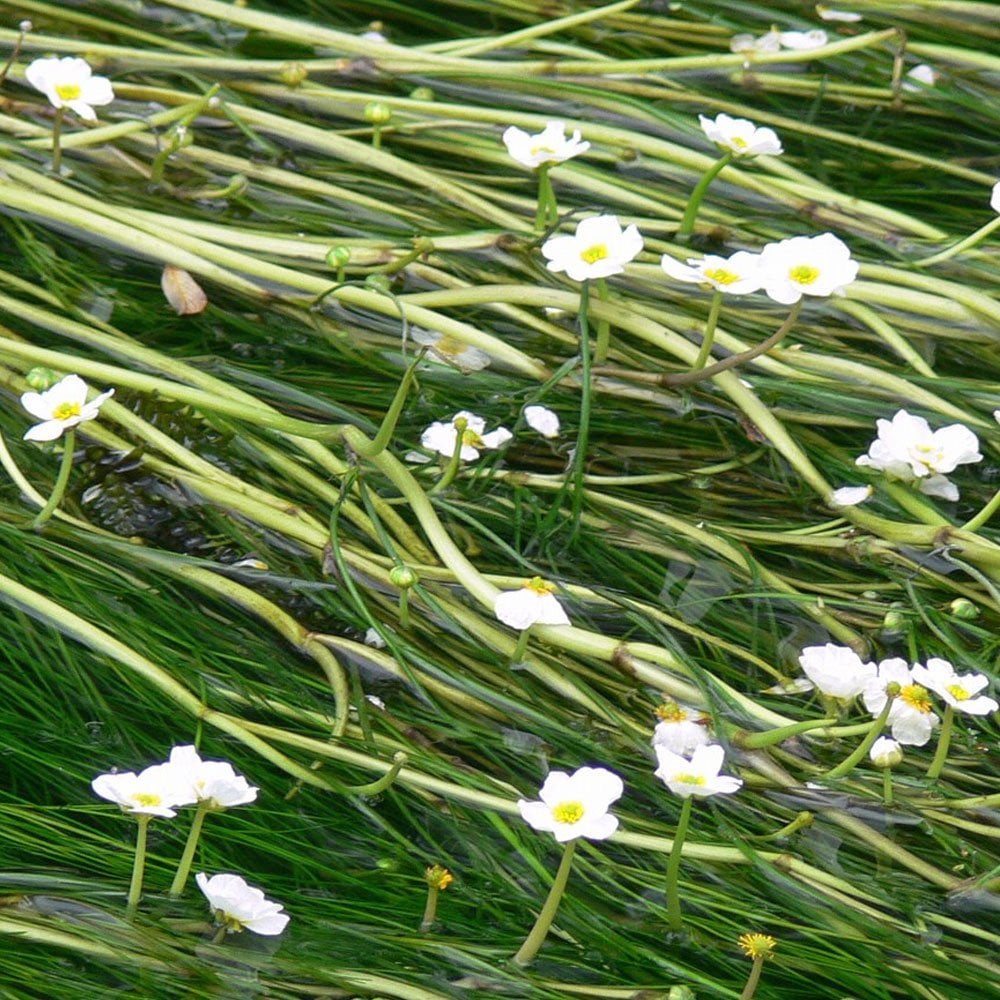 Ranunculus Aquatilis - Water Crowfoot Bunches (5pk)