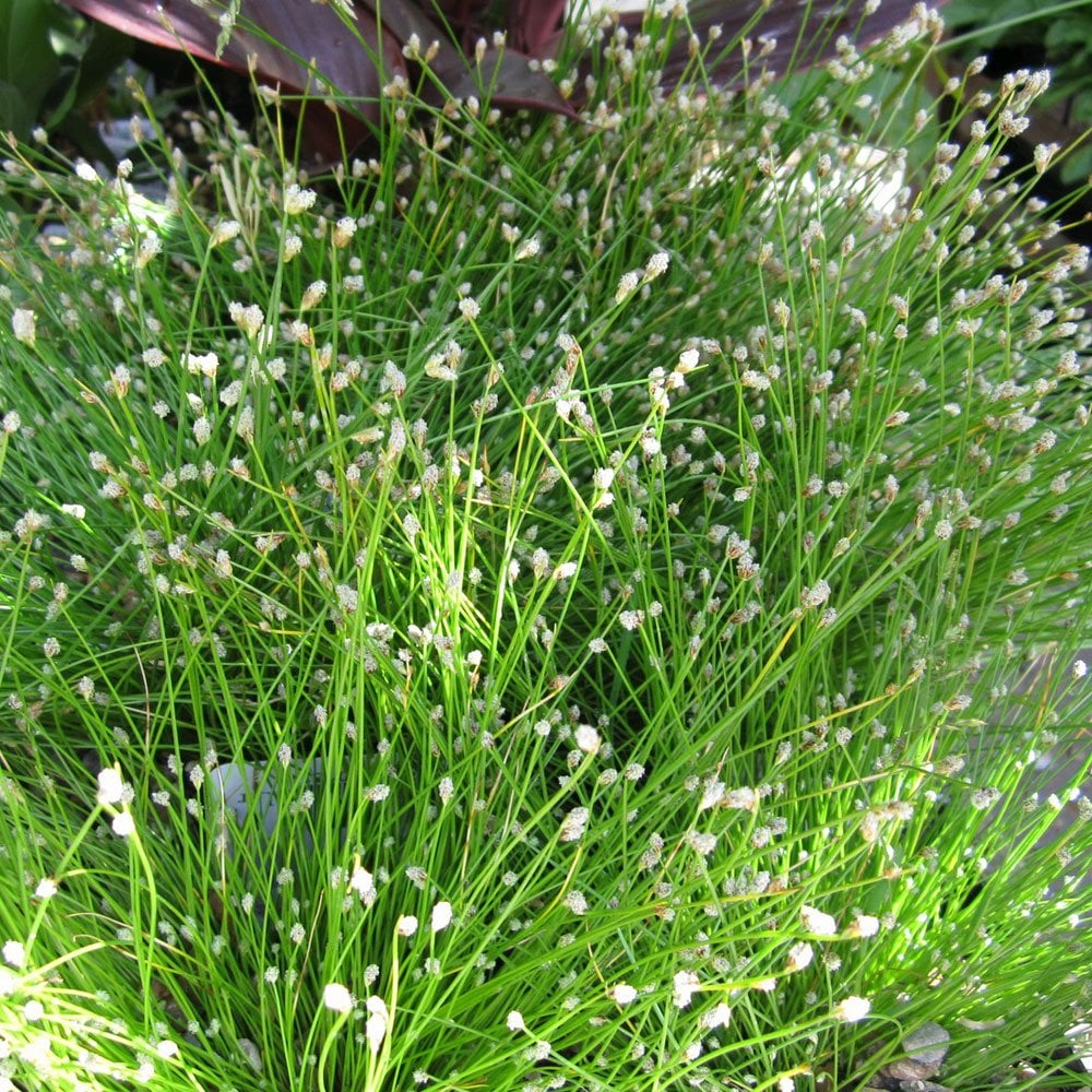 Scirpus Cernuus - Fibre Optic Plant