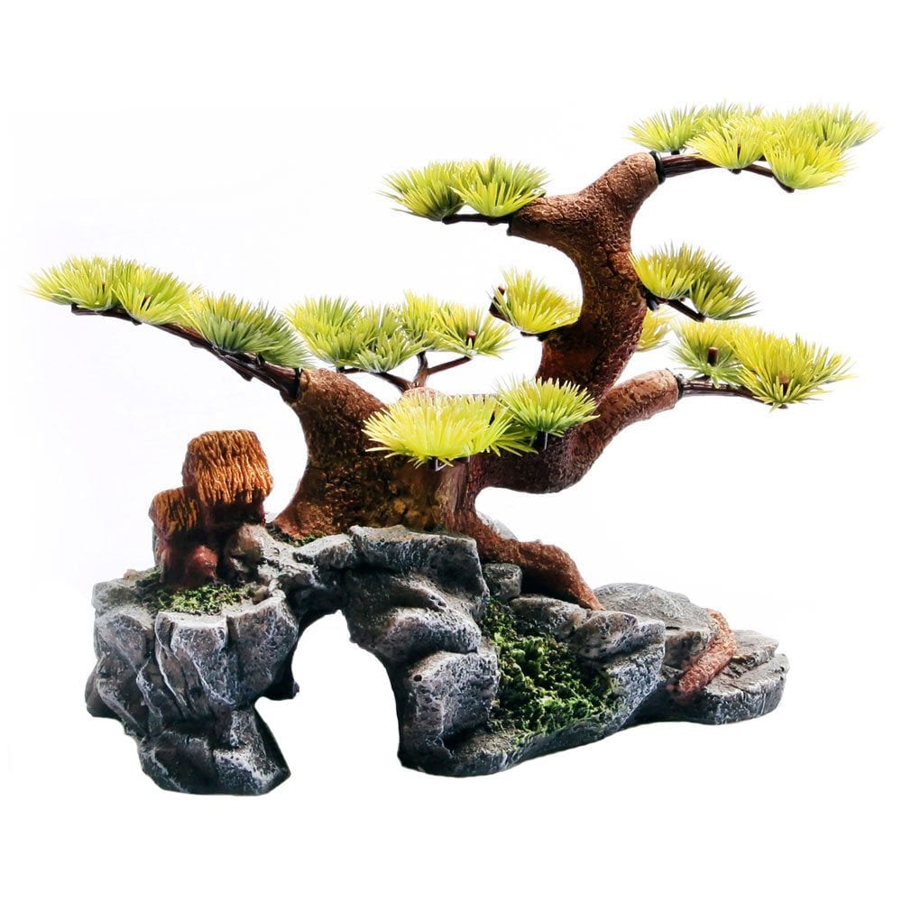 Bonsai On Rock Bridge