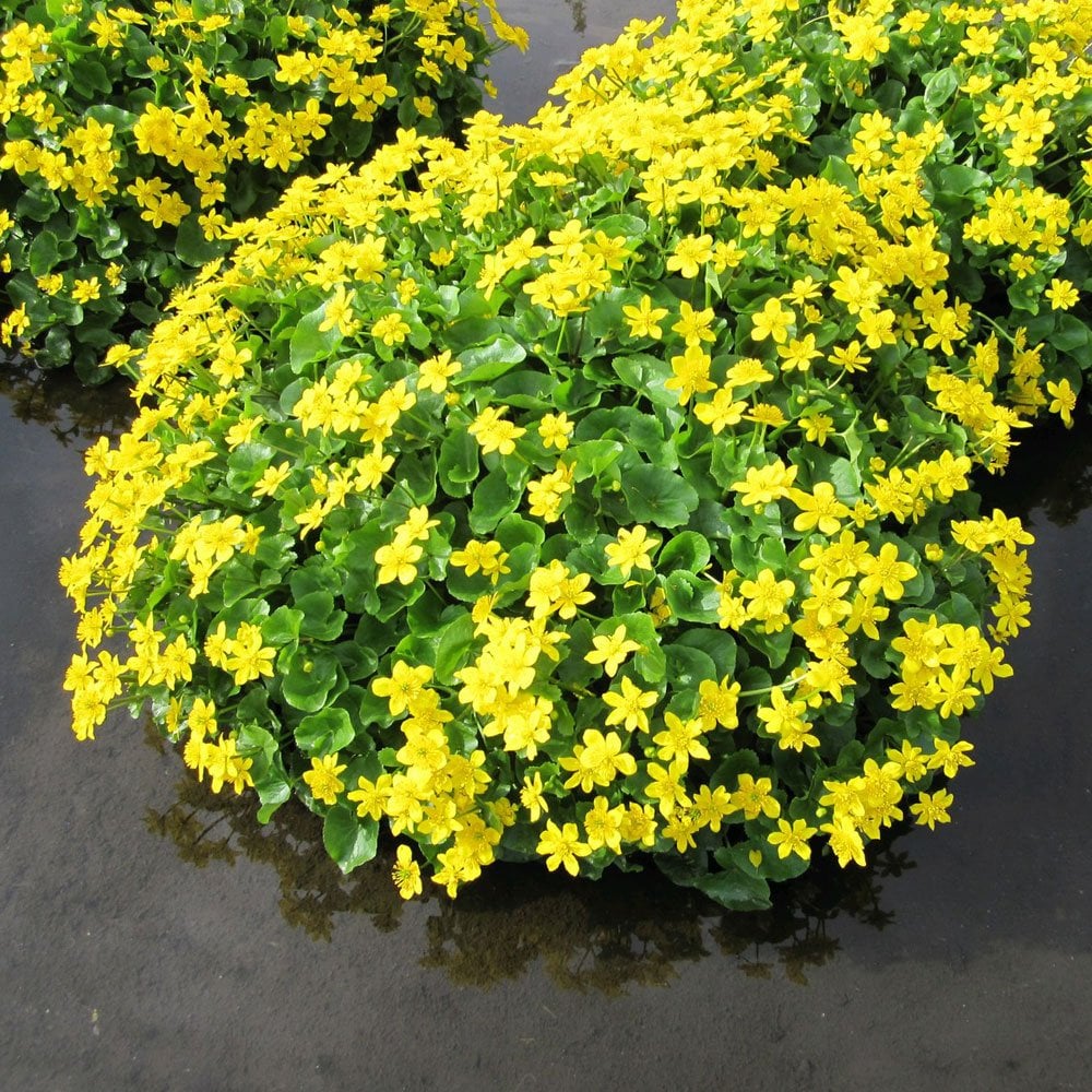 Caltha Palustris - Marsh Marigold
