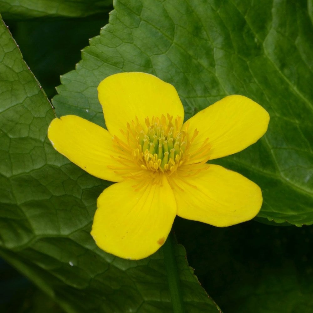 Caltha Palustris Polypetala - Giant Marsh Marigold