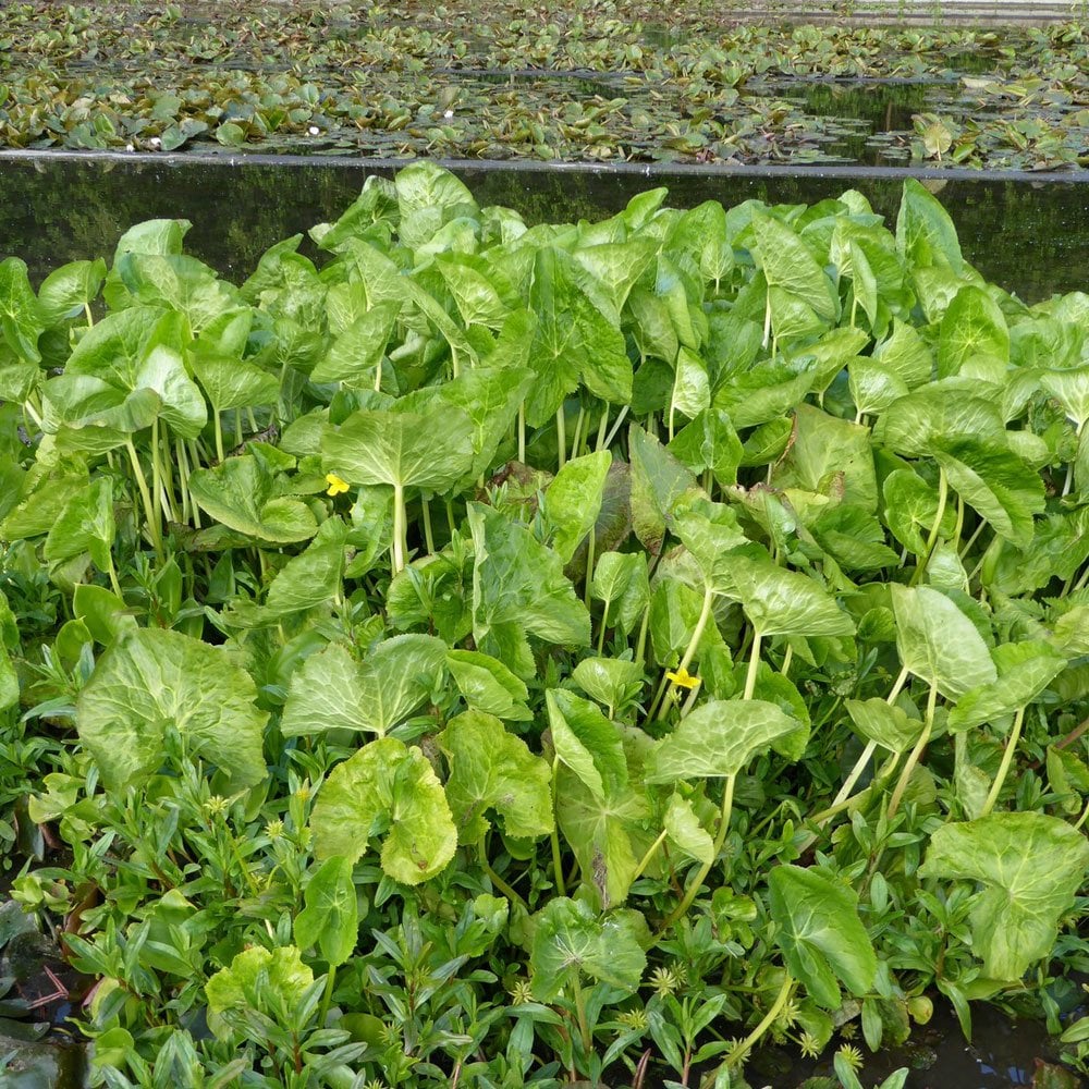 Caltha Palustris Polypetala - Giant Marsh Marigold