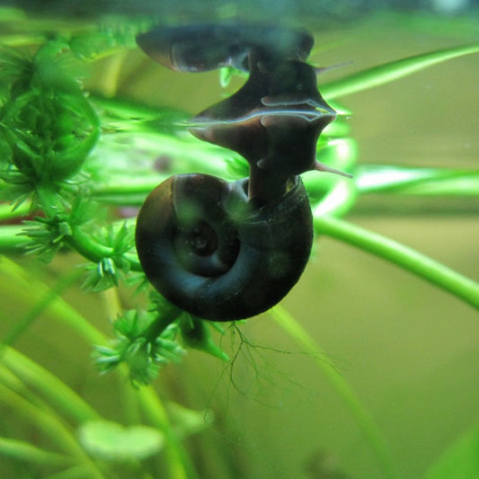 Ramshorn snails - Planorbis Corneus (5pk)