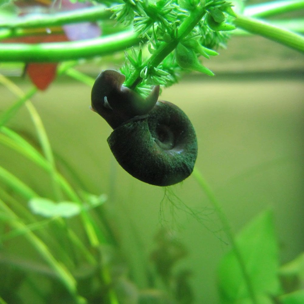 Ramshorn snails - Planorbis Corneus (5pk)