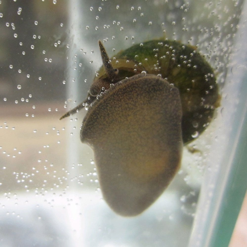 Trapdoor Snails - Viviparus Viviparus (5pk)
