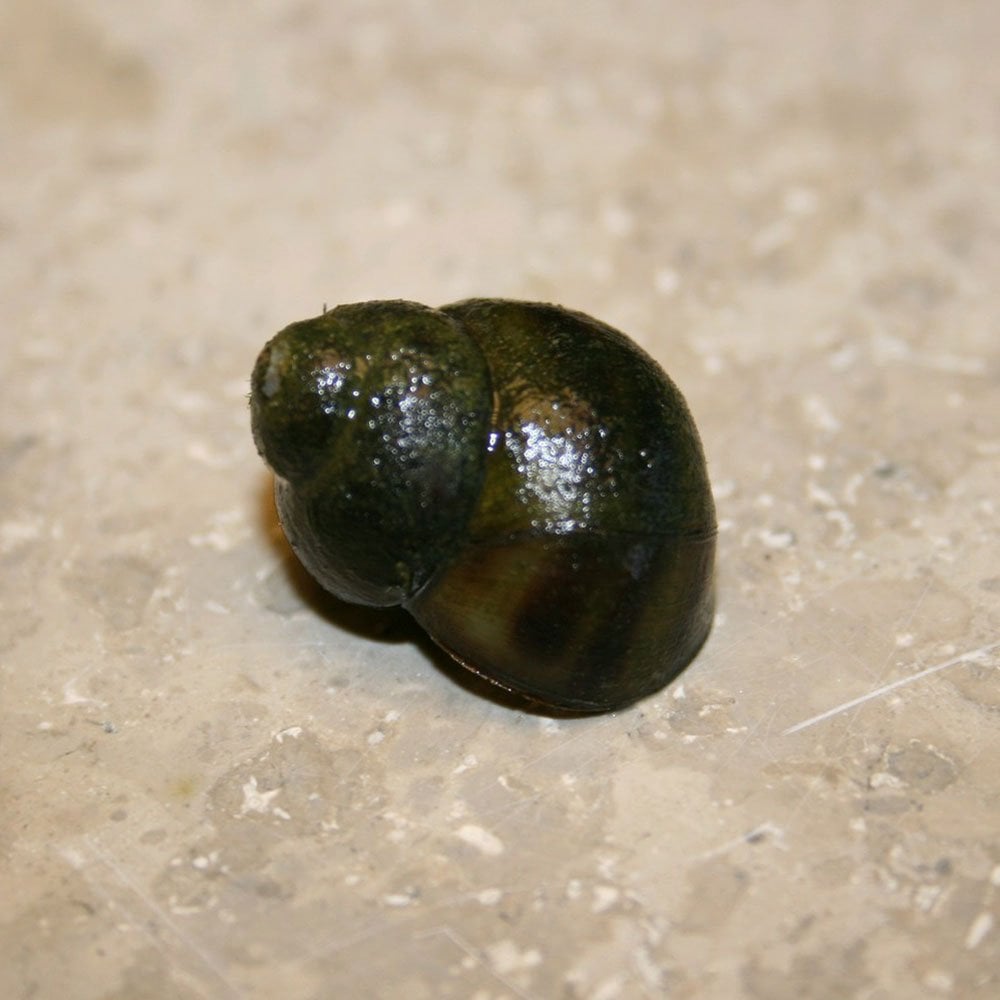 Trapdoor Snails - Viviparus Viviparus (5pk)