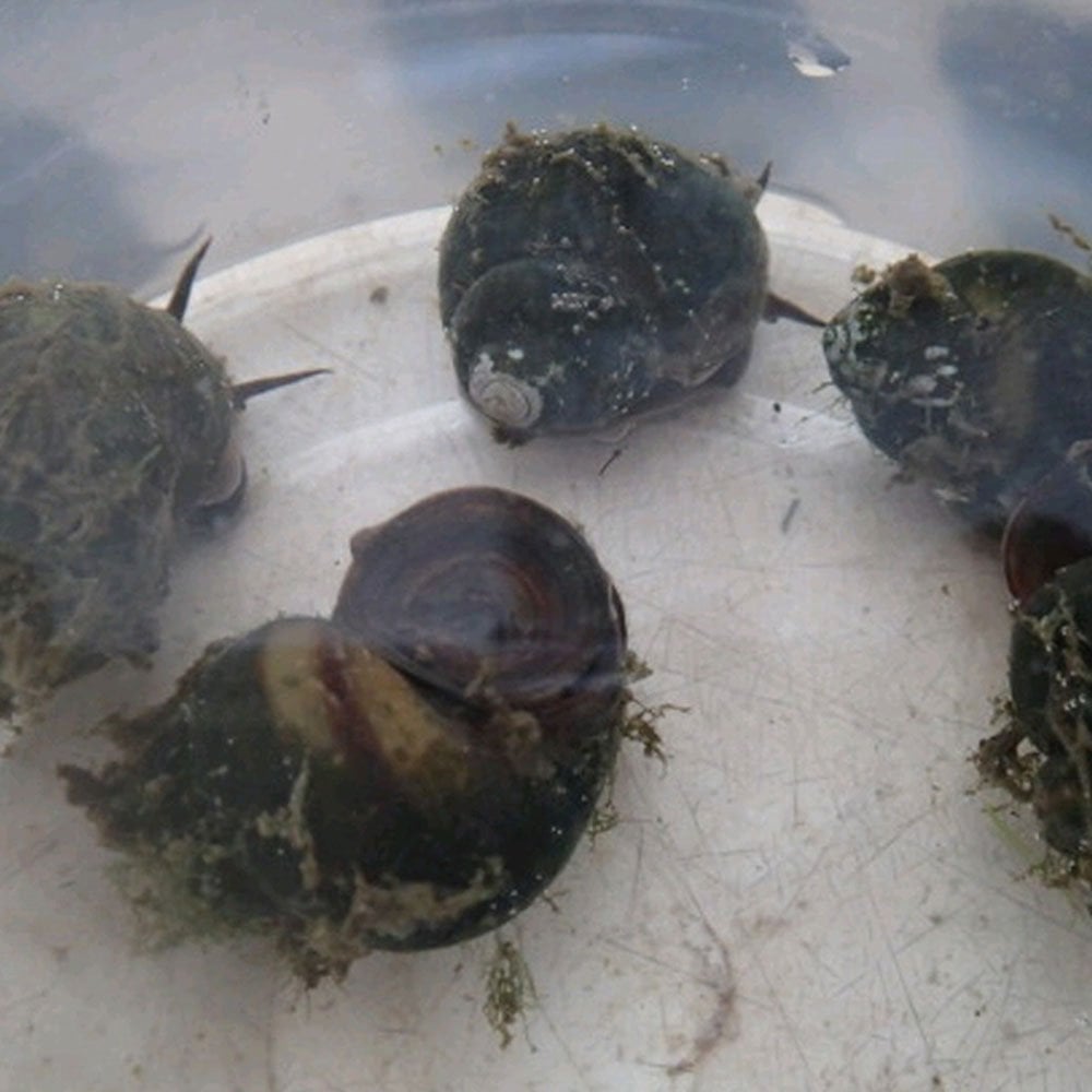 Trapdoor Snails - Viviparus Viviparus (5pk)