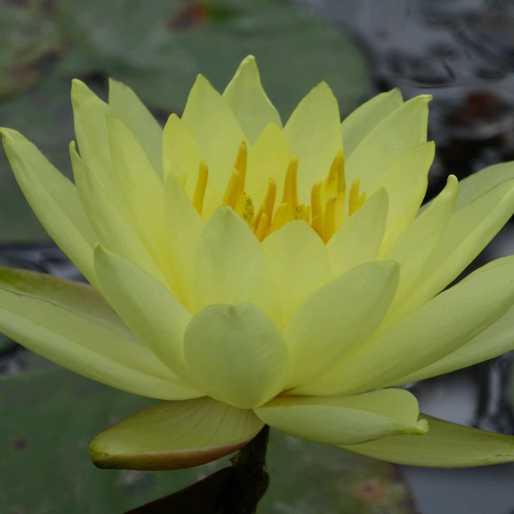 Nymphaea Lemon Mist 3Ltr