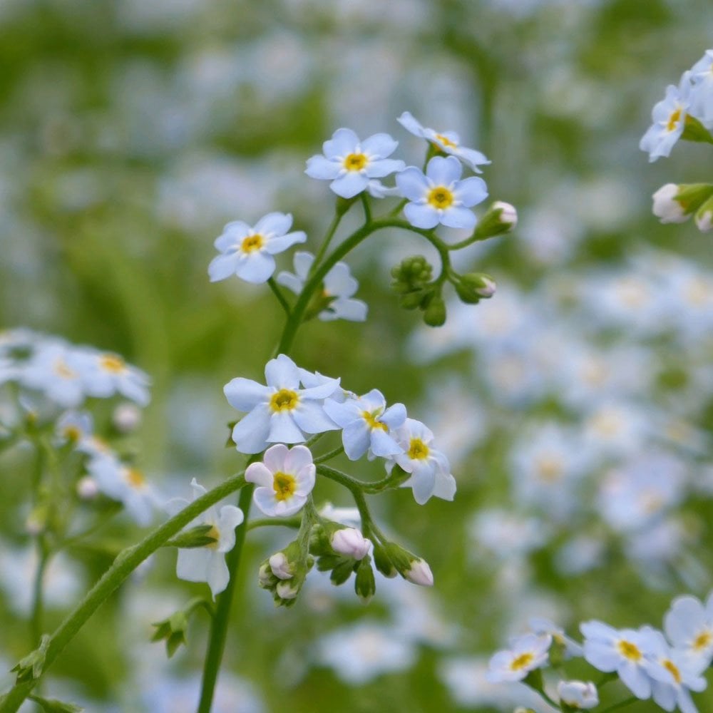 Myosotis Scorpioides Snowflakes - Water Forget Me Not