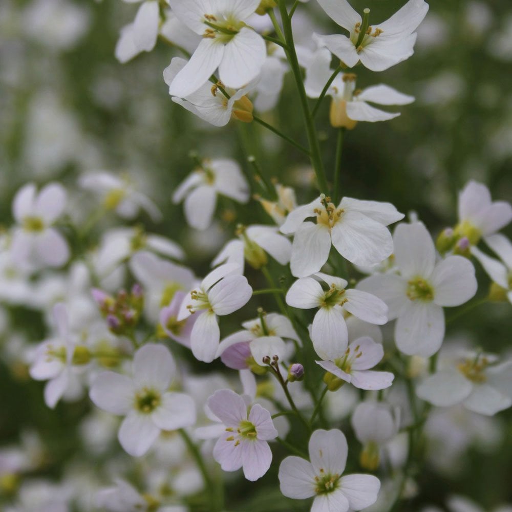 Cardamine Pratensis - Cuckoo Flower