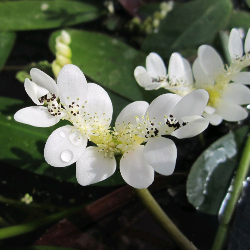 Miniature Pond Collection With Deep Water Aquatic Plant